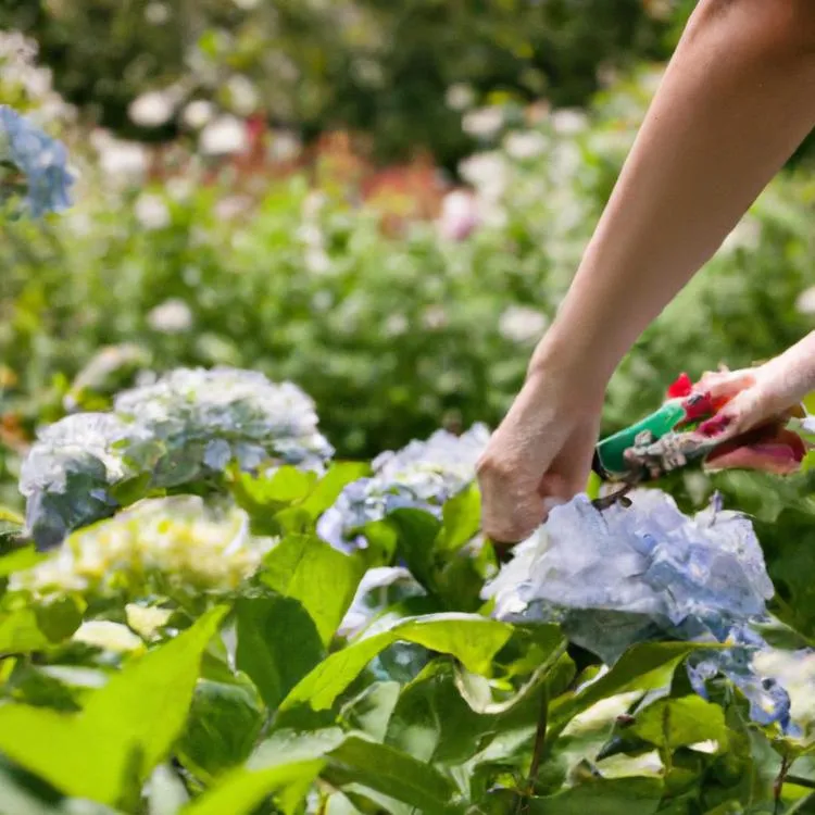 Kiedy ciąć hortensje bukietowe?