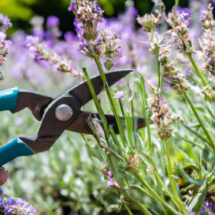 Jak i kiedy przycinać lawendę?