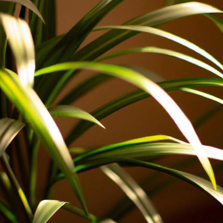 Czy dracena jest trująca?