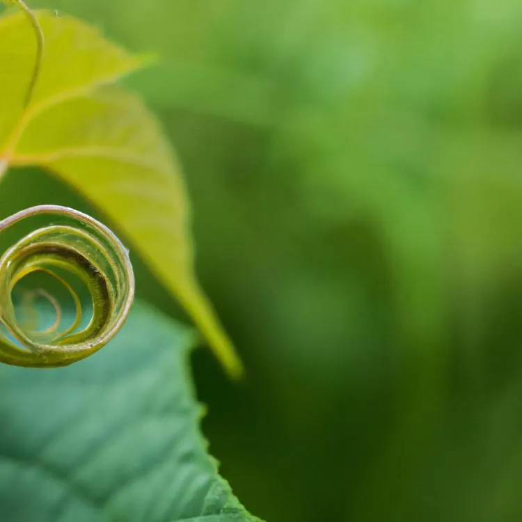 Dlaczego liście się zwijają?