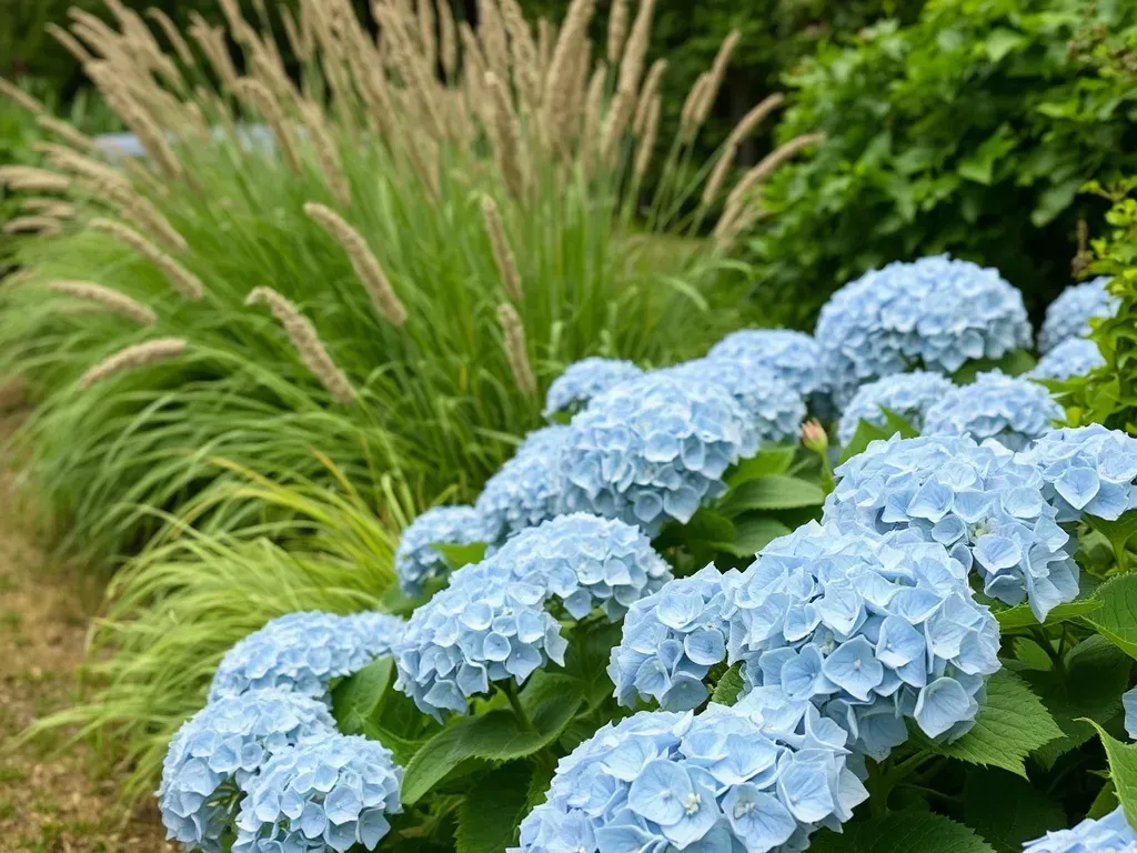 A row of hydrangeas and grasses in the garden