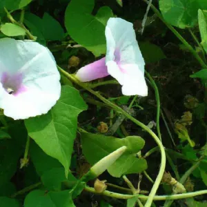 zewnętrzne drzwi z okleiny