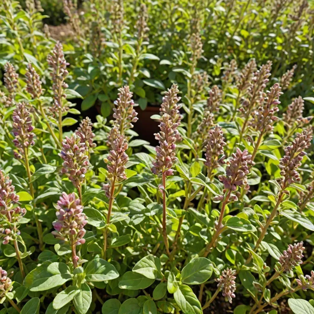 Kiedy najlepiej zbierać majeranek do suszenia?